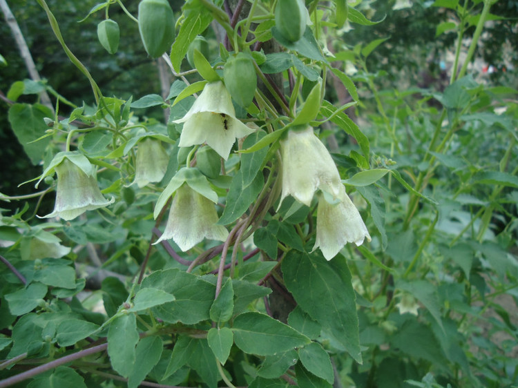  p data-id="gnavy5r7f3">藏党参,又名长花党参codonopsis thalic