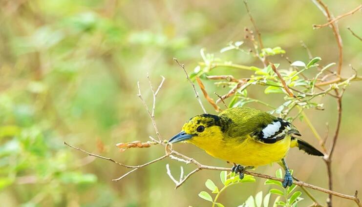  p>绿雀鹎(学名:aegithina viridissima)是小型 a href="#" data