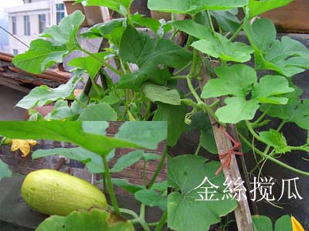 金丝搅瓜