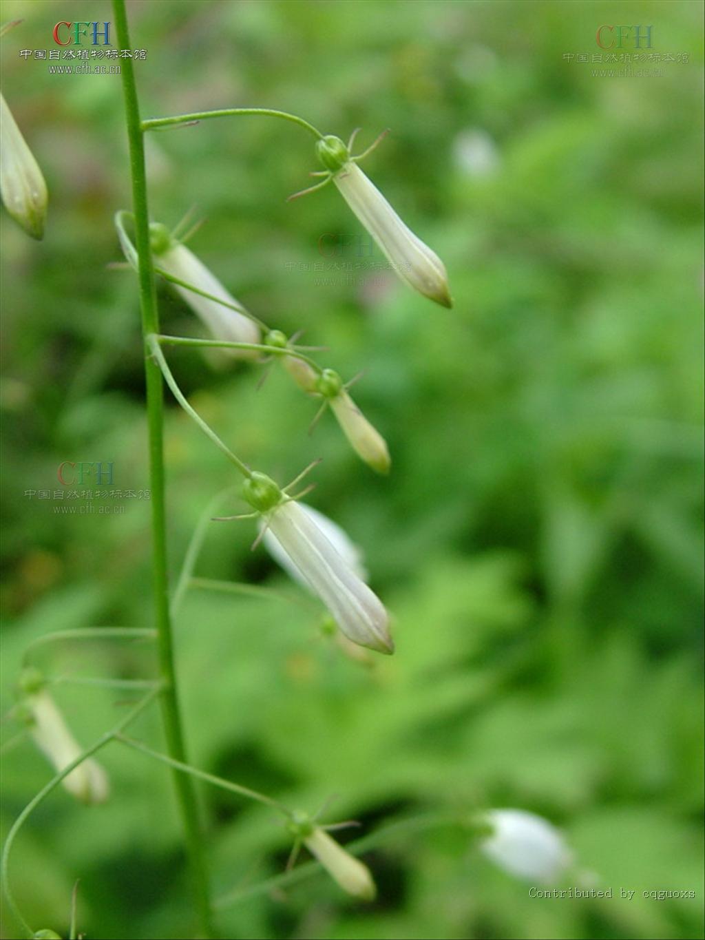  p>沙参属(学名:adenophora fisch.