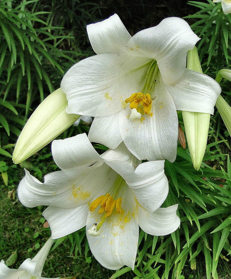  p>麝香百合(学名: i>lilium longiflorum /i>  thunb.