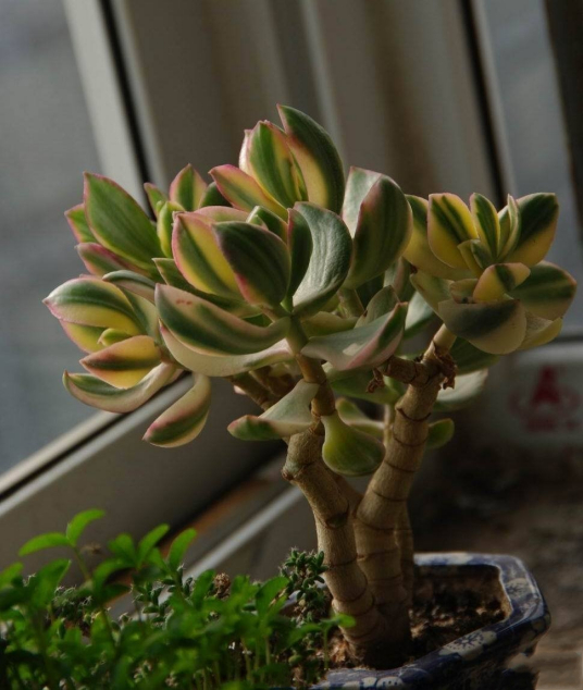 三色花月锦 百度百科