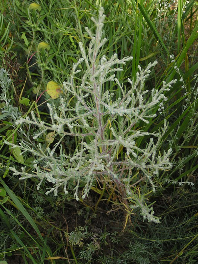 kuntze)是 a>藜科 /a>,雾冰藜属一年生 a href="#" data-lemmaid="