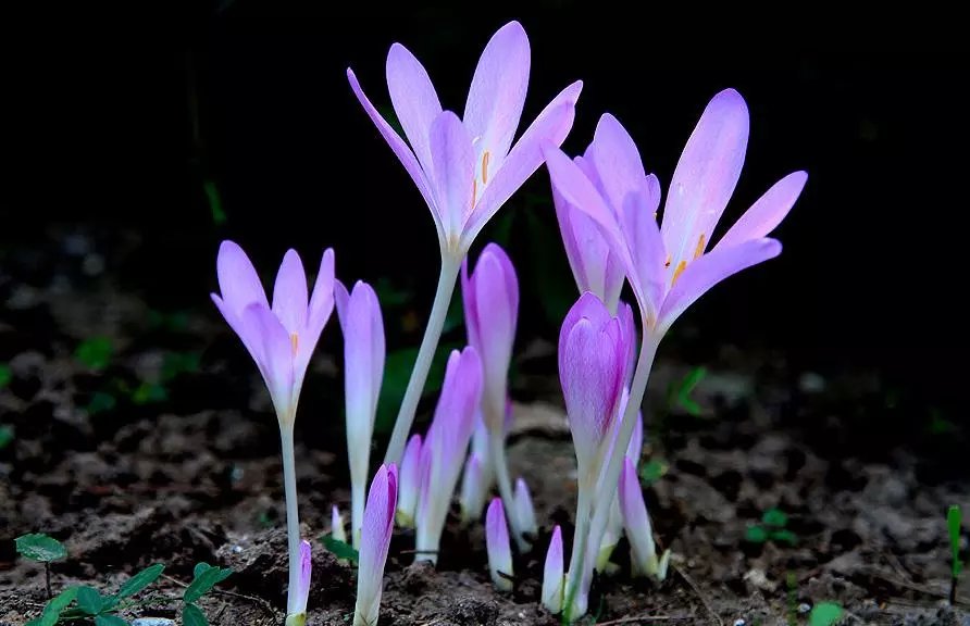 秋水仙 花如其名 秋风起处惹人怜 百科ta说