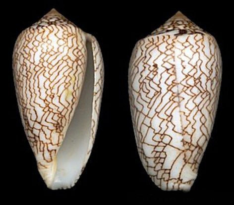  p>织锦芋螺(学名:cylinder textile textile)花纹清晰,贝壳厚实.