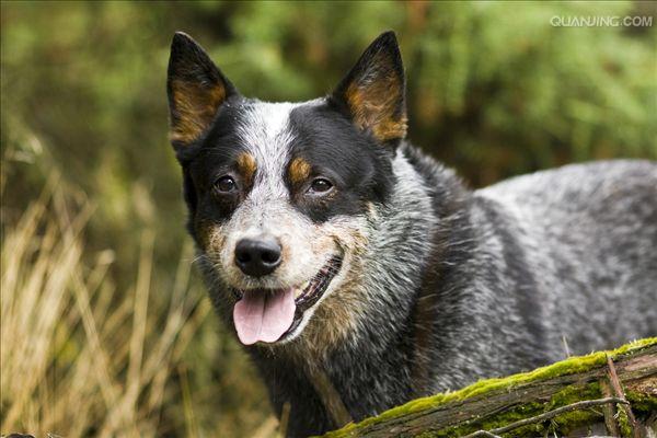  p>澳洲牧牛犬,别名又叫做昆士蓝赫勒犬(australianqueensland heeler