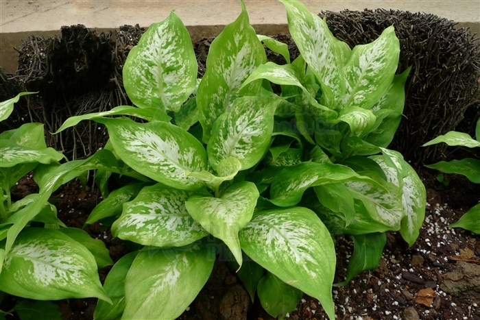  p>白斑万年青(学名: i>dieffenbachia bowmannii /i>  carr.