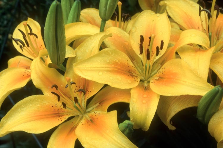  p>金百合(学名: i>lilium bosniacum /i>): a href="#" data-lemmaid