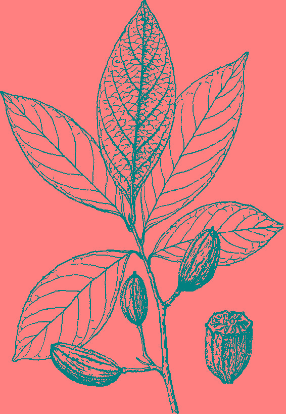 rehderodendron kweichowense hu