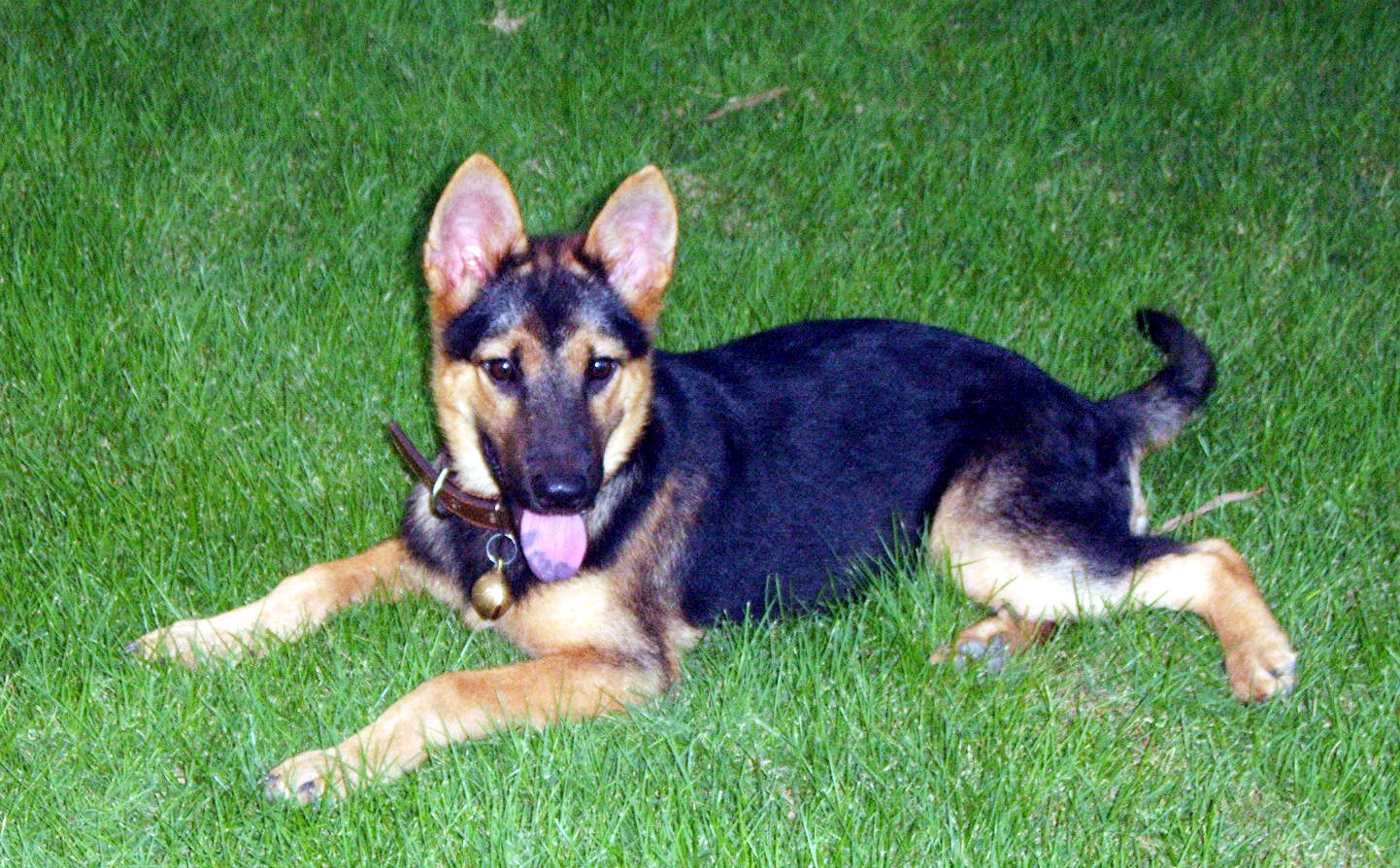  p>牧羊犬是人们赋予专职放牧类犬的一个总称,不是一个单独品种,"家族