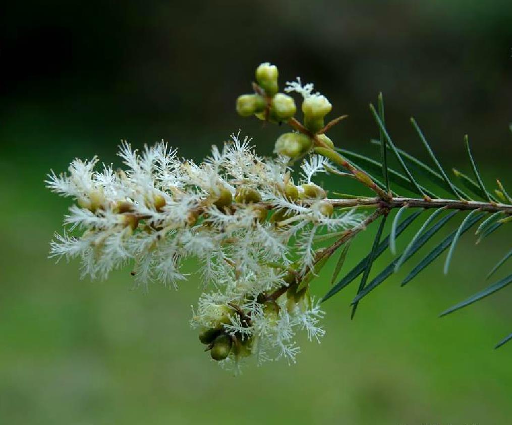 melaleuca linn.