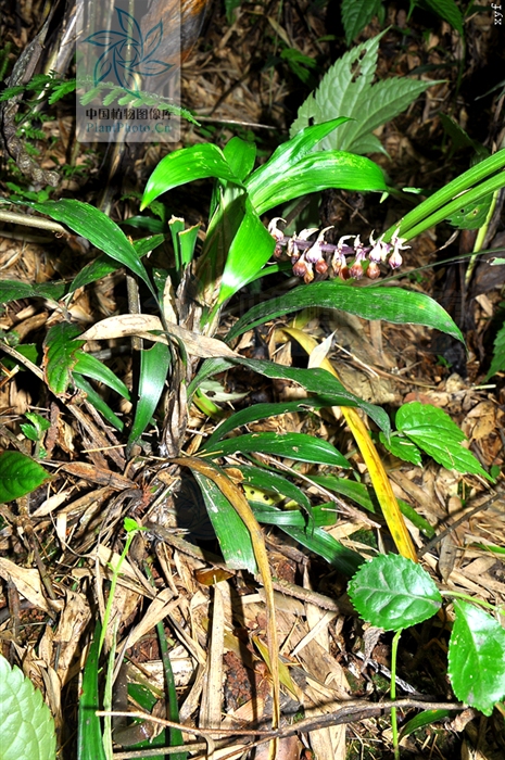 别称: a target="_blank" href="/item/八宝镇心丹/6196176" data