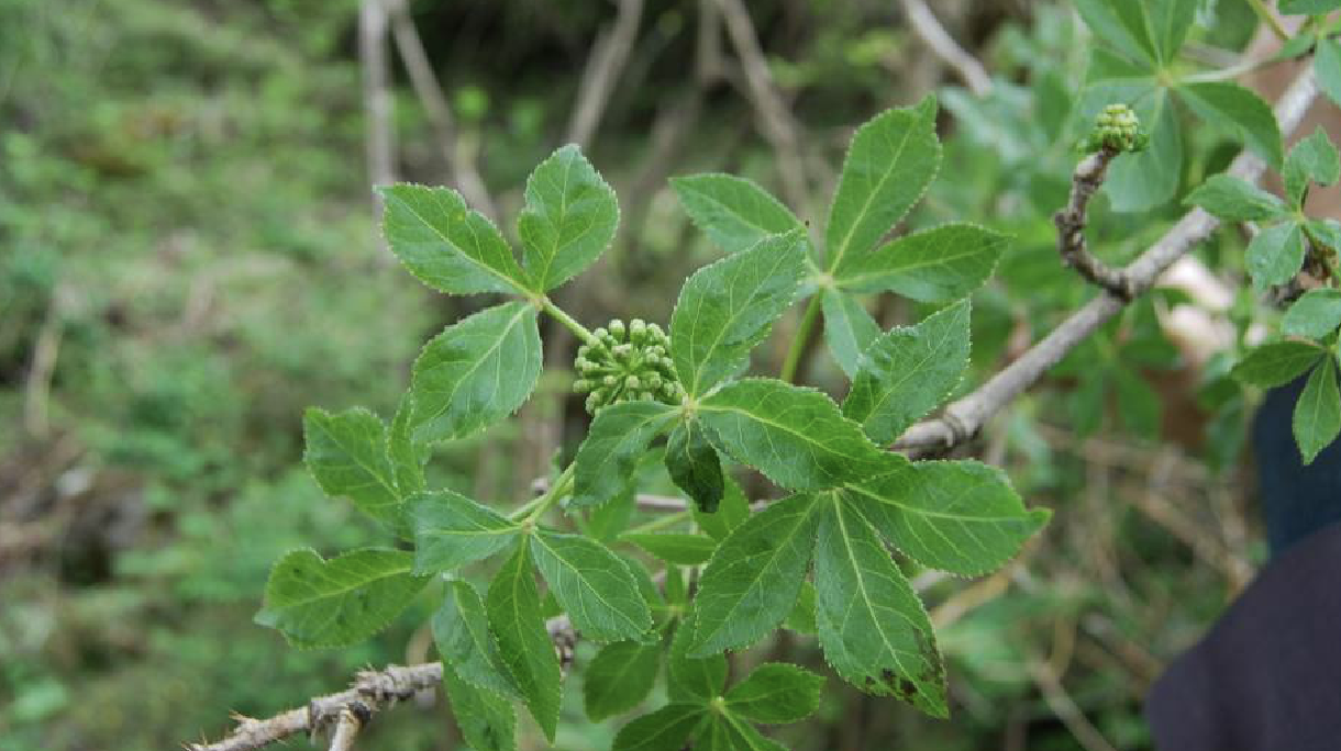  p>红毛五加(学名: i>eleutherococcus /i>  i>giraldii /i> (harms)