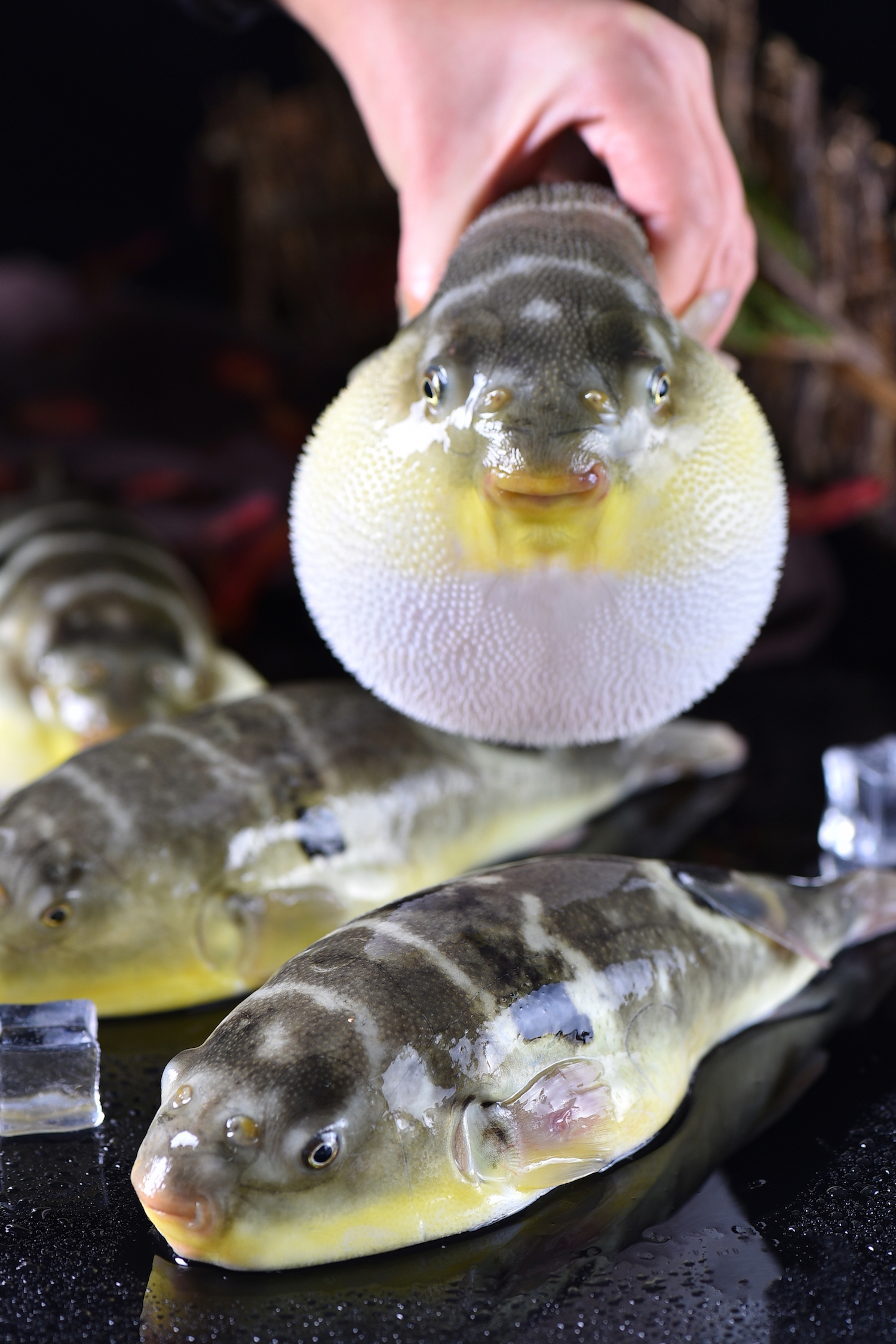 大连红鳍东方鲀