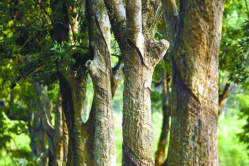 arg.)是大戟科,橡胶树属植物.