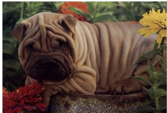 沙皮犬,英文名 sharpei,产于中国广东南海大沥镇一带,是世界名种斗狗