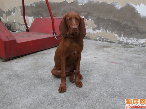 寻血猎犬