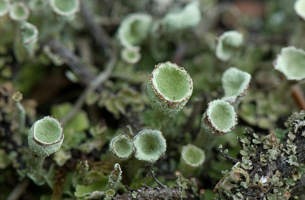  p>地衣是蓝细菌或藻类与真菌共生的复合体.
