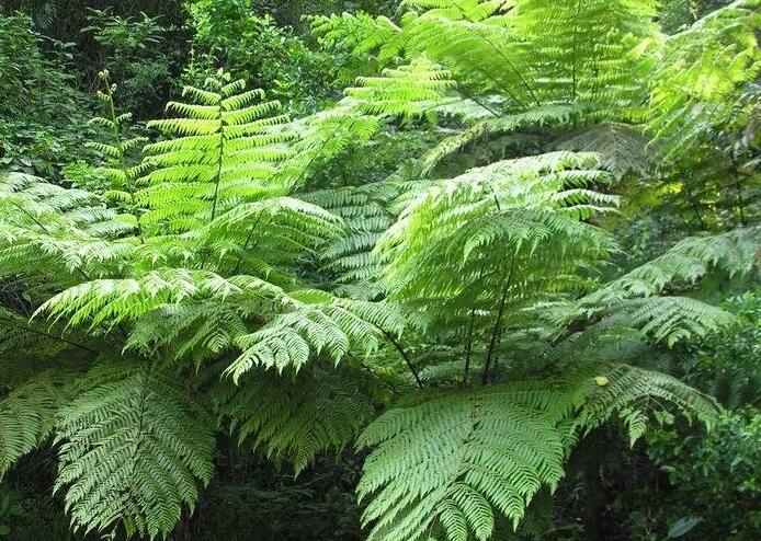  i>alsophila latebrosa /i>),为真蕨目 a href="#">桫椤属 /a>下的 a