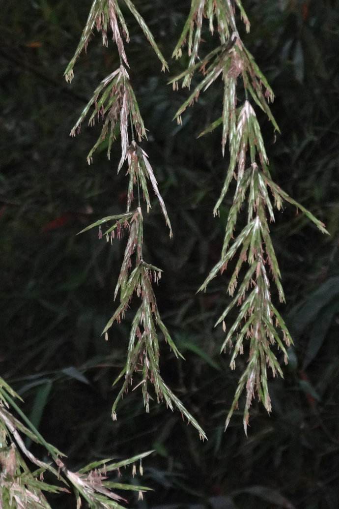  p data-id="gnwl72jctq">竹花,即多年生 a ta