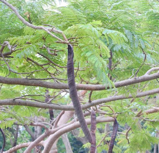  /i>)是蔷薇目豆科下的一个属.高大乔木,无刺.