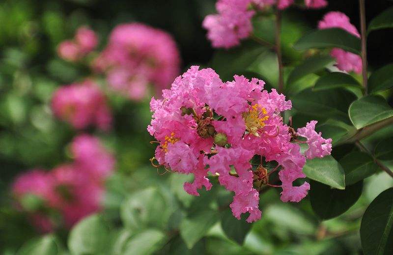  p>小花紫薇(学名: i>lagerstroemia micrantha /i> merr.