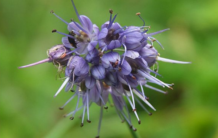 i> i>学名 /i> i>:allium sikkimense) /i>是 a href="#">葱科 /a> a