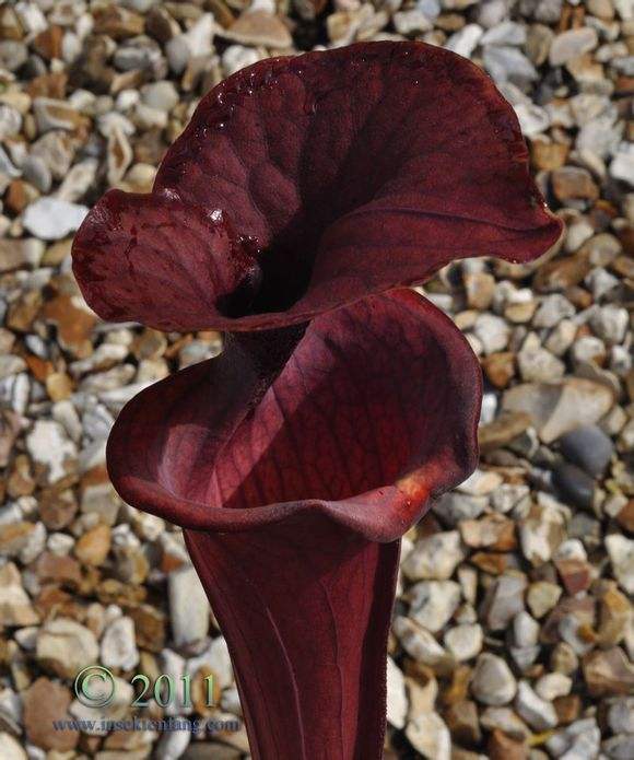  p data-id="gnx8do05mu">深红黄瓶子草(sarracenia flava var.