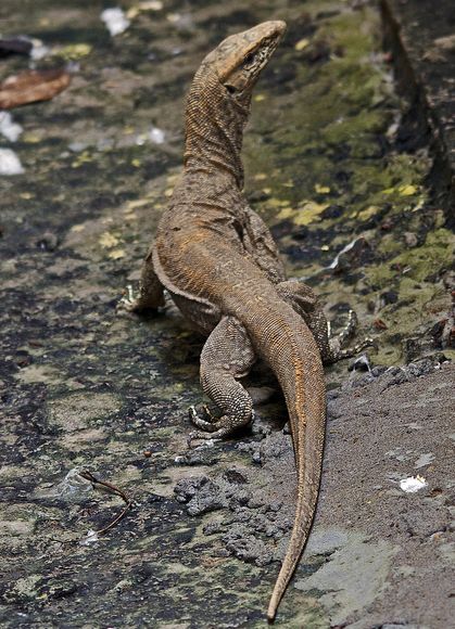bengal monitor lizard