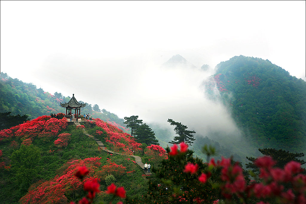 阳明山杜鹃花