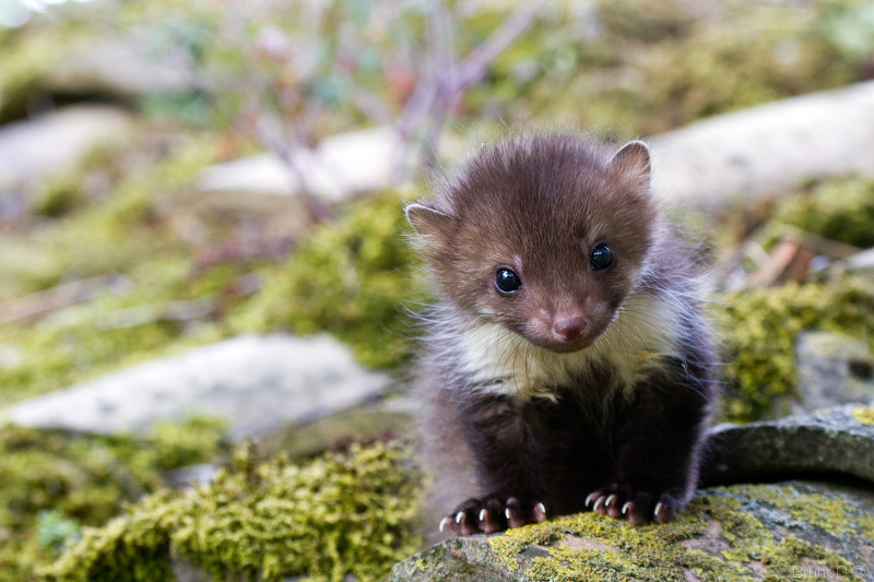 stone marten