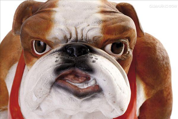 斗牛犬bulldog