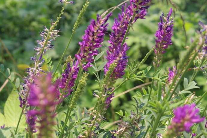  p>驴食草(学名: i>onobrychis viciifolia  /i>scop.