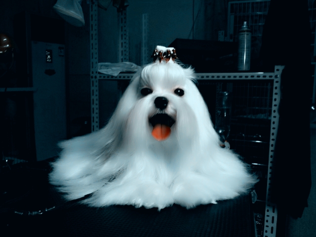 玛尔济斯犬 全网资源