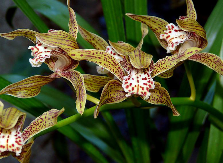  p>黄蝉兰(学名: i>cymbidium iridioides /i> d.