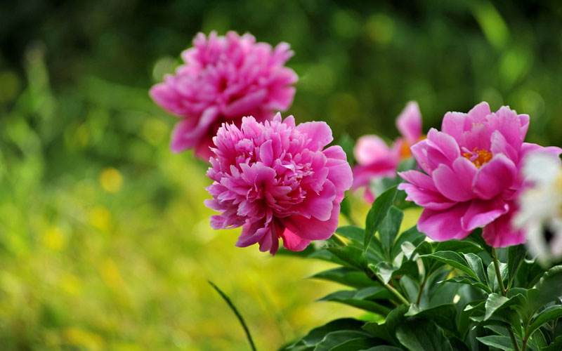  p>多花芍药(学名: i>paeonia emodi  wall.