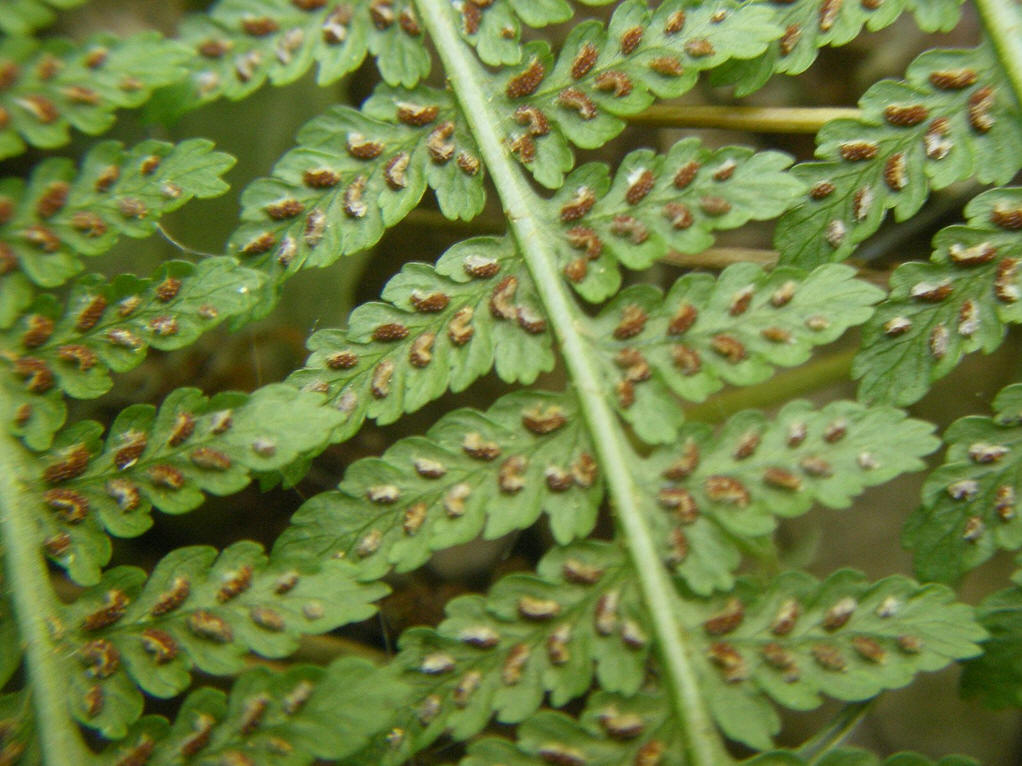 孢子(植物)