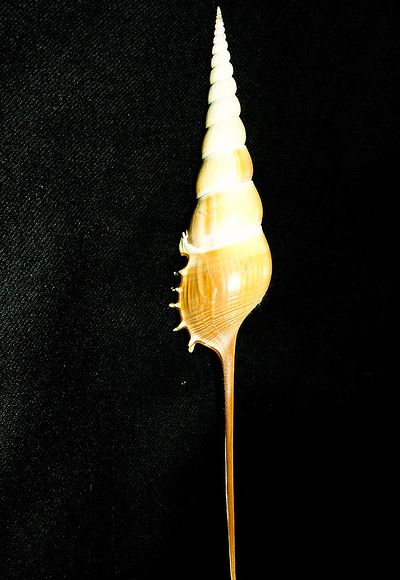  p>长鼻螺(学名: i>tibia fusus /i>): a href="#" data-lemmaid="