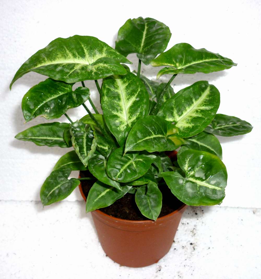  p>合果芋(学名: i>syngonium podophyllum  /i>schott)是天南星科,合