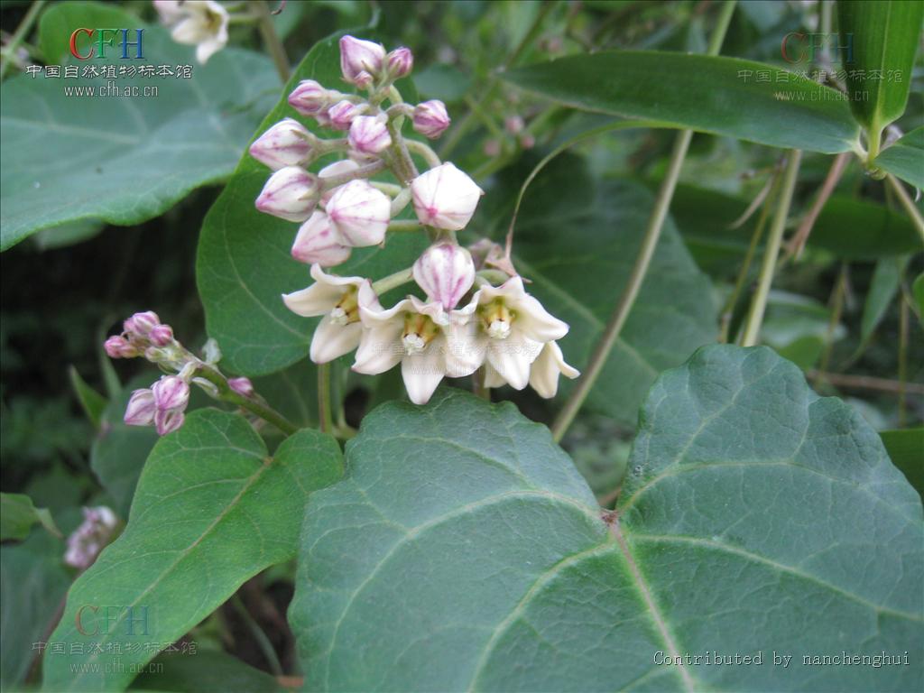 别称:奶浆藤,大米浆藤,倒插花,见肿消,萝藦藤; a target="_blank"