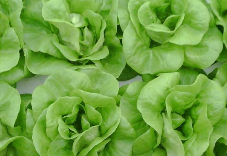  p data-id="gnwls8qdv4">奶油生菜是莴苣的一个变种,味甘甜微苦,颜色