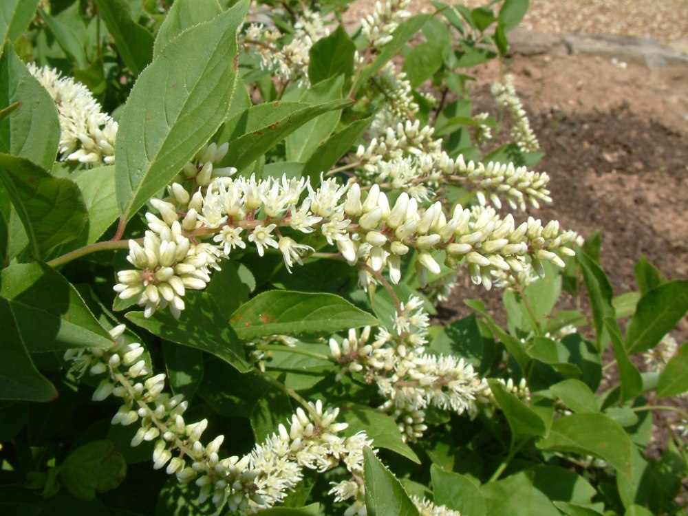 itea chinensis