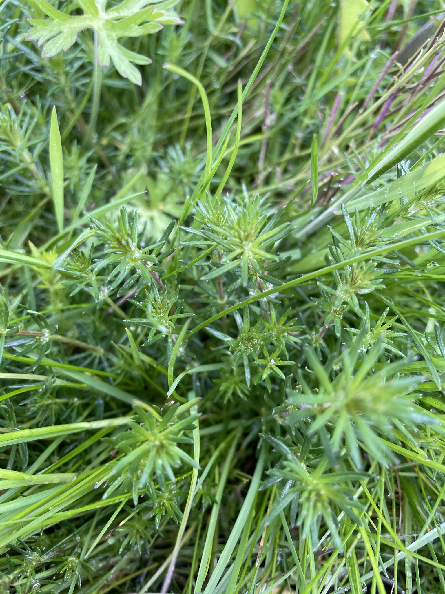 蓬子菜