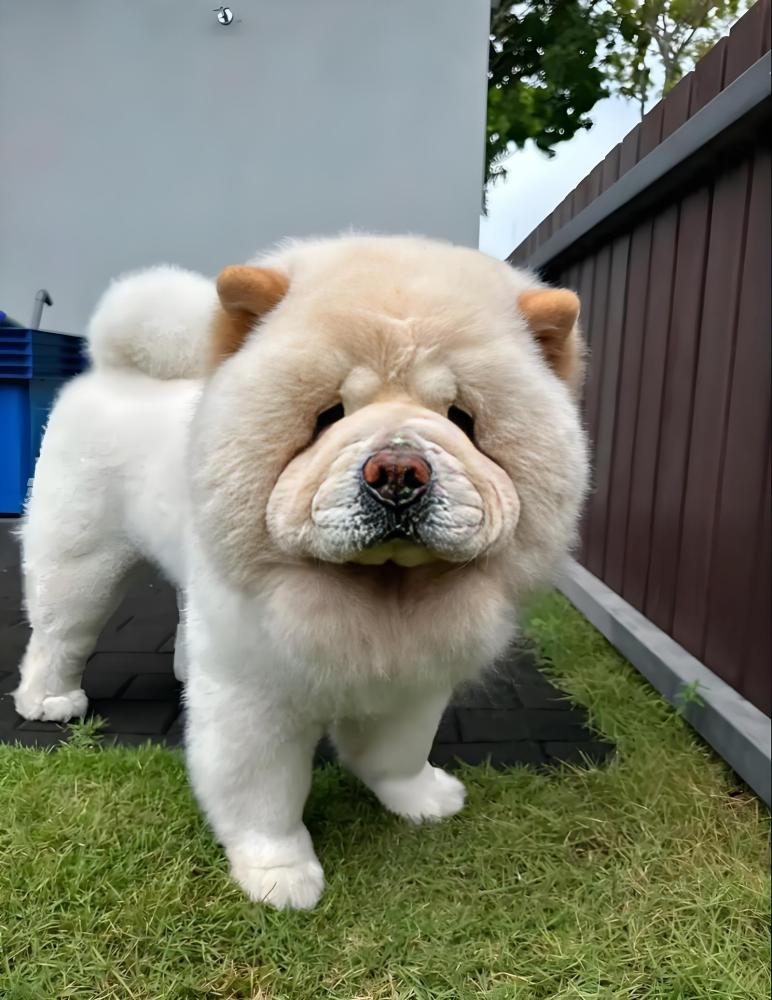 松狮犬（以独特蓝舌和环状领著称的中国犬种（犬科犬属动物））_百度百科