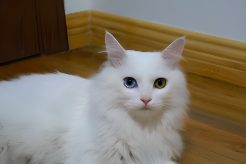 狮子猫（食肉目猫科动物）_百度百科
