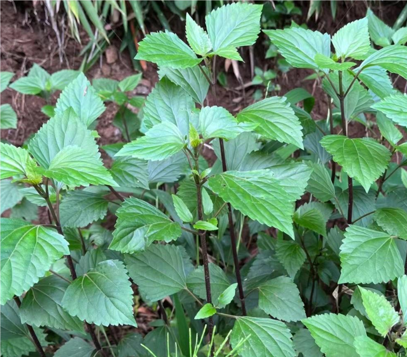 紫茎泽兰_百度百科
