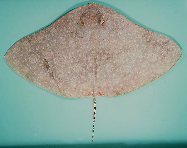  p>花尾燕魟(学名: i> /i> i>gymnura poecilura /i>)是燕魟科,燕魟属