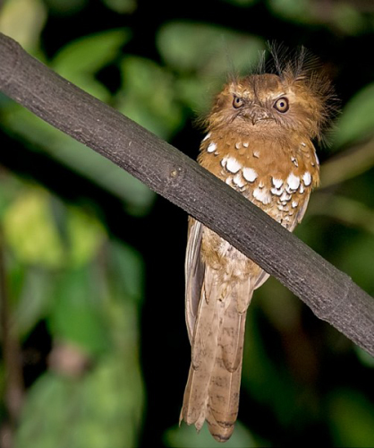 m5ktn">黑顶蛙口夜鹰(学名: i>batrachostomus hodgsoni /i>):夜鹰目