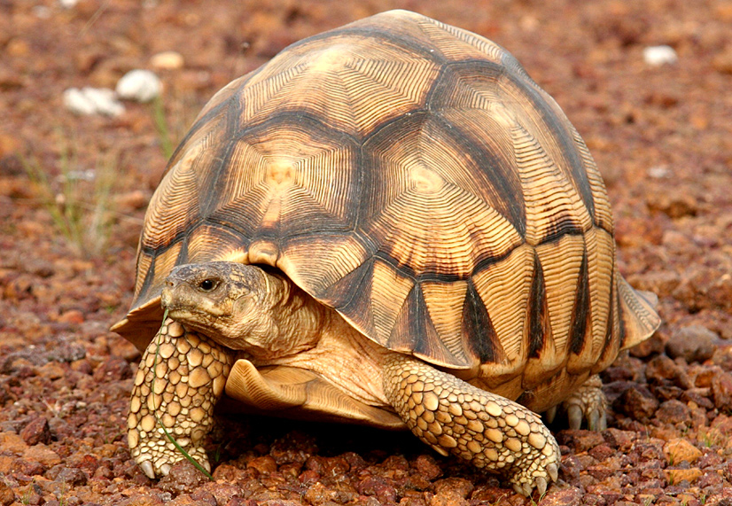 madagascan (plowshare) tortoise