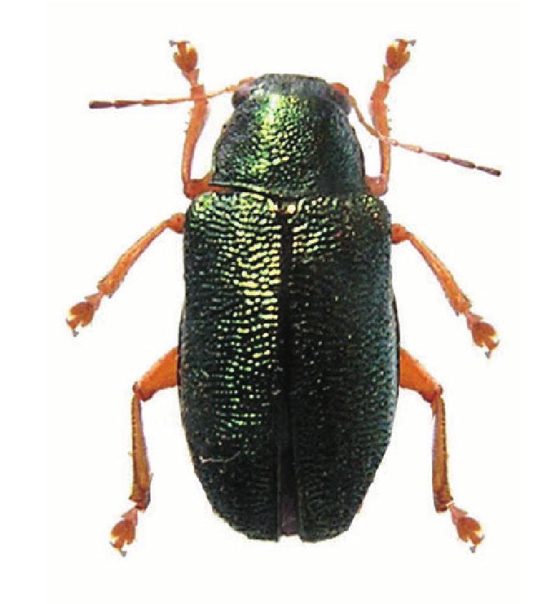  p>皱鞘肖叶甲属(abirus i>) /i>是 a targe